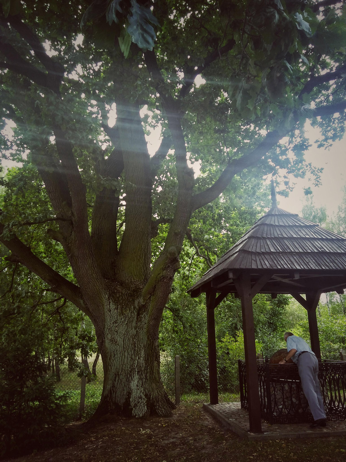 Studnia pod drzewem przy kaplicy na puszczy w Dobrowie. Fot. Joanna Skowrońska